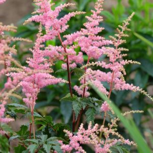 Astilbe "Europa"