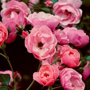 Klaserose ‘Bonica 82'