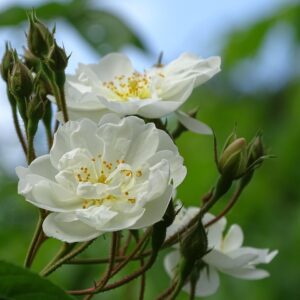 Klatrerose "Polstjärnan"