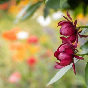 Kanelbusk "Aphrodite"