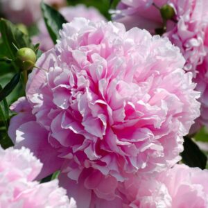 Pion 'Sarah Bernhardt'