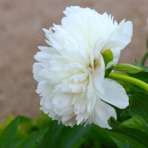 Bondepion
