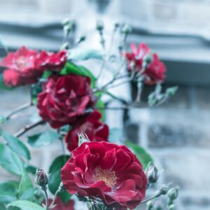 Adelaide Hoodless - kanadisk buskrose