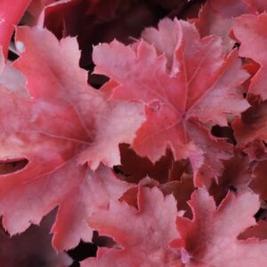 Alunrot  "Cherry Cola"