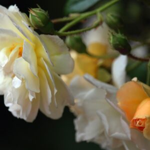 Ghislaine de Feligonde - historisk rose