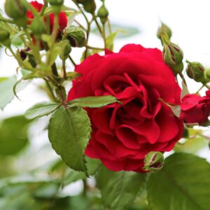 Lichterloh - remonterende buskrose