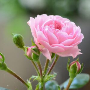 Louise Odier - historisk rose