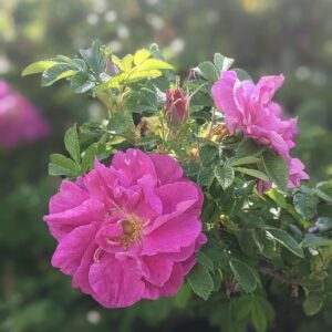 Moje Hammerberg - remonterende buskrose