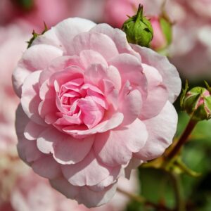 Maiden's Blush - historisk rose