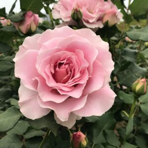 Morden Blush - kanadisk buskrose