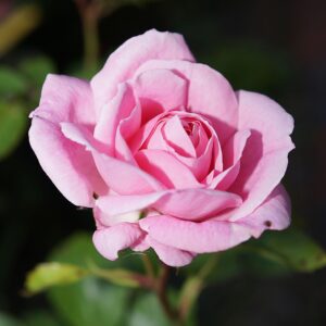 Queen Elizabeth - stilkrose