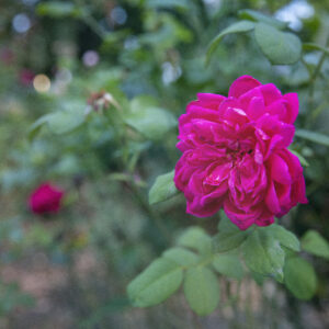 Rose De Rescht - historisk rose