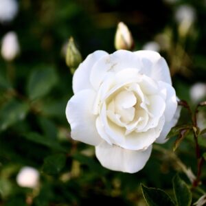 Schneewitchen - remonterende buskrose