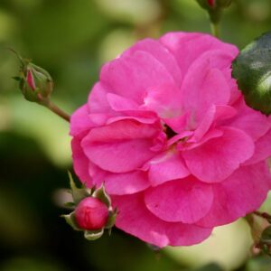 Therese Bugnet - kanadisk buskrose