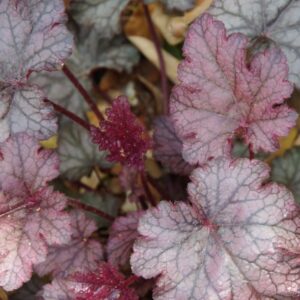 Alunrot "Amethyst Myst"