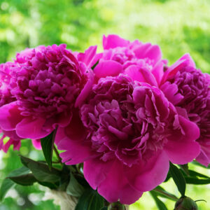 Pion ‘Rosea Plena’