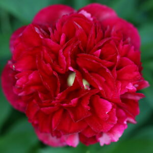 Pion ‘Karl Rosenfield’