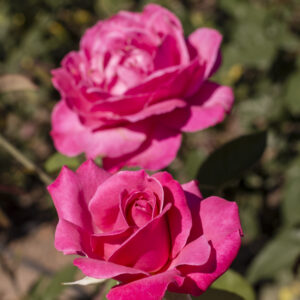 Dornrøschen - remonterende buskrose