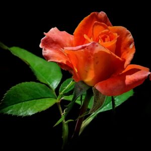 Dronning Ingrid - stilkrose