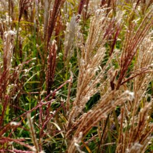 Kinagras "Ferner Osten"