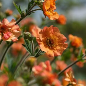 Humleblom ‘Totally Tangerine’
