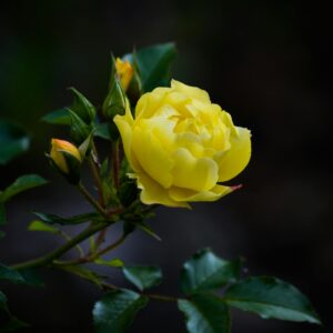 Golden Showers R - klatrerose