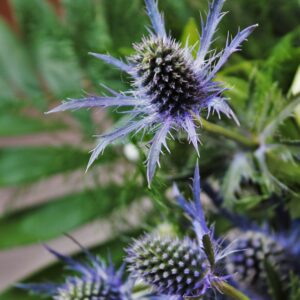 Hagetistel "Big Blue"