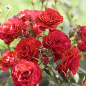 Hansaland - remonterende buskrose