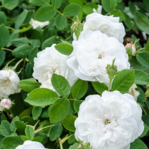 Louise Bugnet - kanadisk buskrose