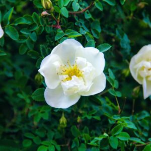 Lykkefund - klatrerose