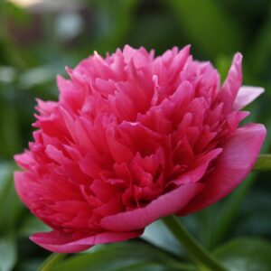 Pion ‘Kansas’