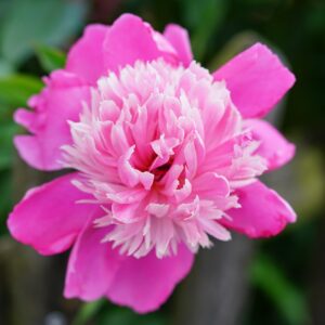 Pion ‘Bowl of Beauty’