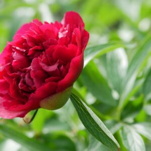 Pion ‘Rubra Plena’