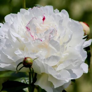 Pion ‘Shirley Temple’