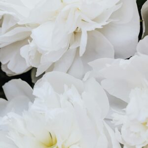 Pion ‘Duchesse de Nemours’