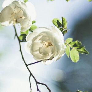 Alba Suaveolens - historisk prestegårdsrose