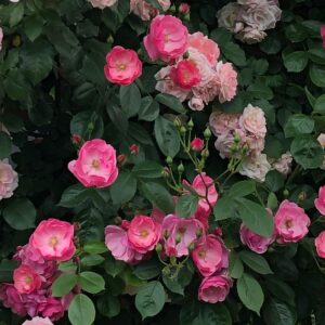 William Baffin - kanadisk buskrose