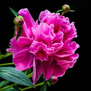 Pion ‘Felix Crousse’