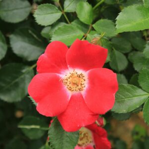 Robusta - remonterende buskrose