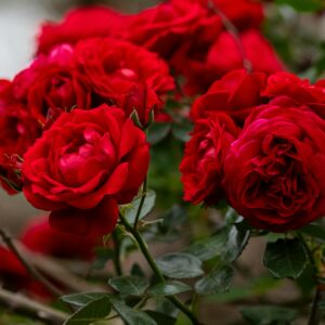 Santana R - klatrerose