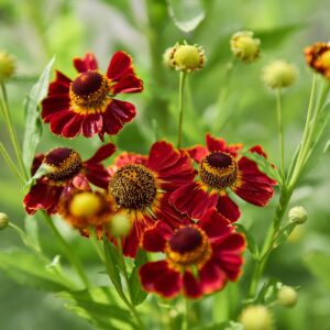 Solbrud "Moerheim Beauty"