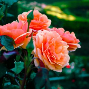 Westerland - remonterende buskrose