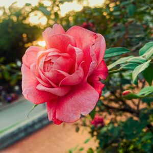 Bella Rosa - klaserose