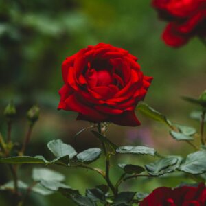 Europeana - klaserose