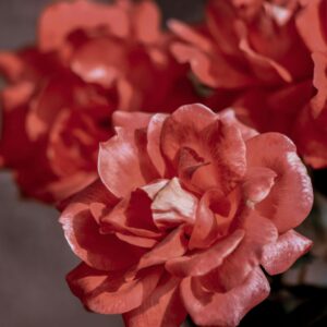 Hot Chocolate - klaserose