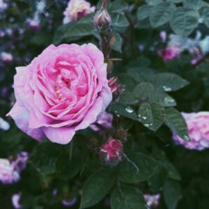 Jacaranda Flower Circus - klaserose