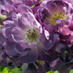 Veilchenblau - klatrerose