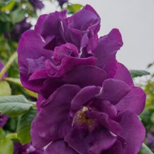 Rhapsody in Blue - klaserose