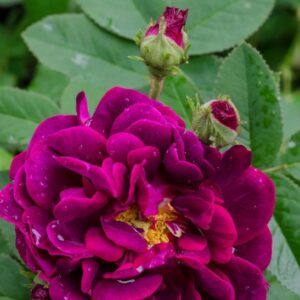 Tuscany Superb - buskrose