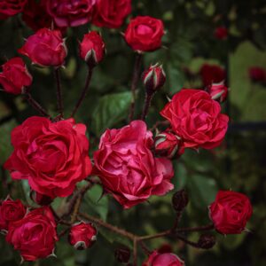 Allotria - klaserose